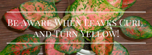 Be Aware When Leaves Curl and Turn Yellow