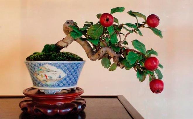 Bonsai Apple