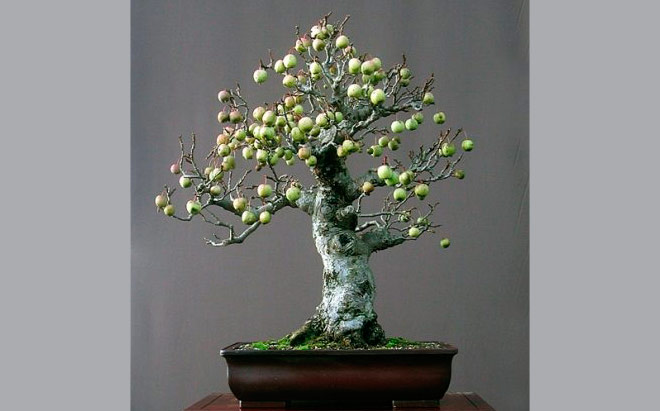 Bonsai Apple Tree