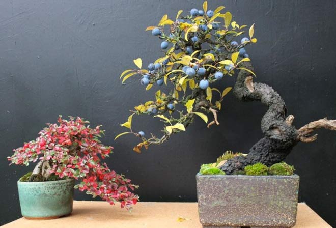 Fruits Bonsai Autumn