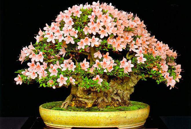 Bonsai tree