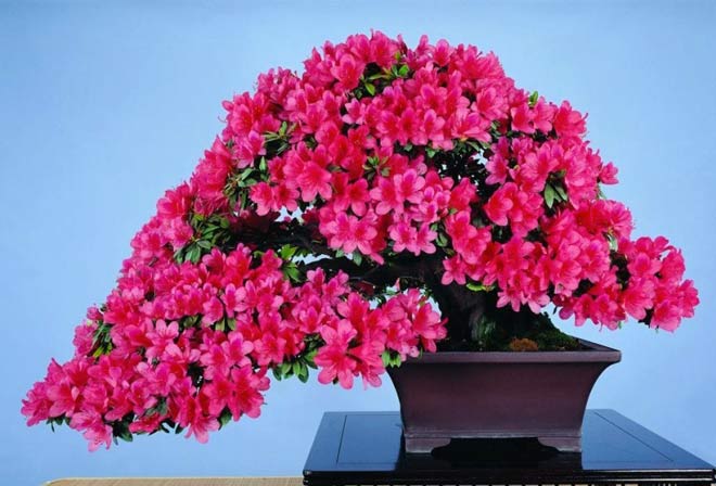 Bonsai flowering