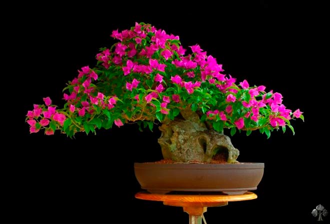 Bonsai Flowering