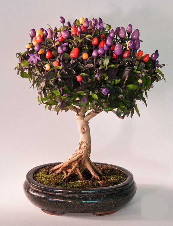 Flowering Bonsai color