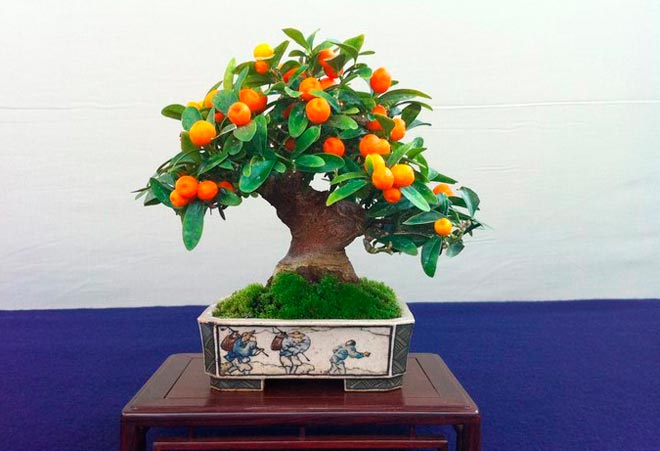 Bonsai Ornge