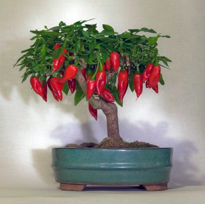 Bonsai Pepper