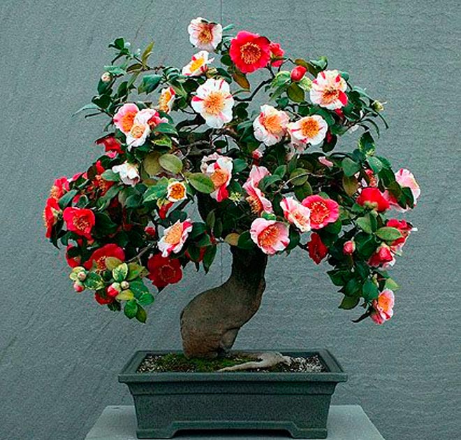 Camellia Bonsai