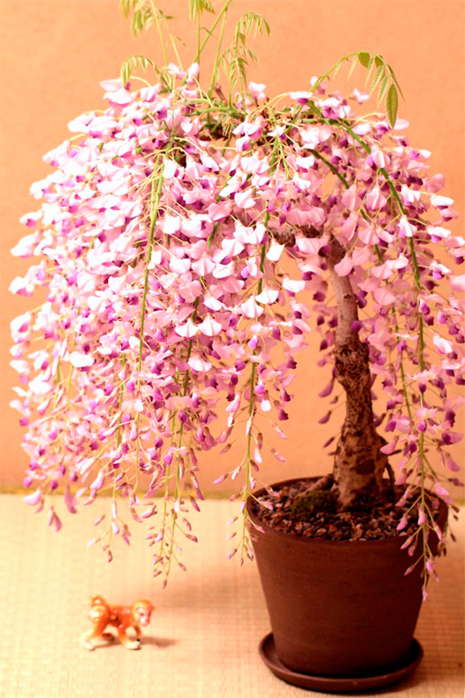 26 Pictures Of Flowering  Fruiting Bonsai  Trees Will Make 