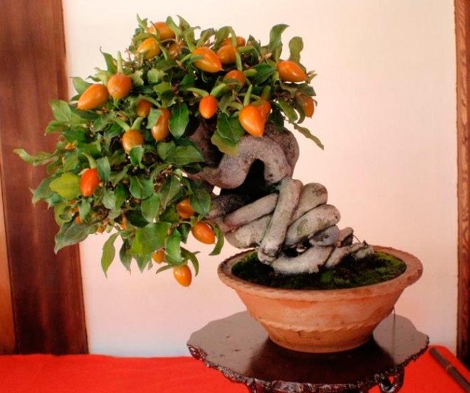 Fruits On Bonsai