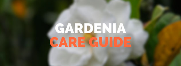 Gardenia Care Guide
