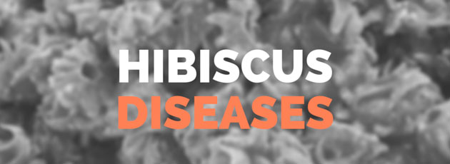 Hibiscus Diseases and Pests