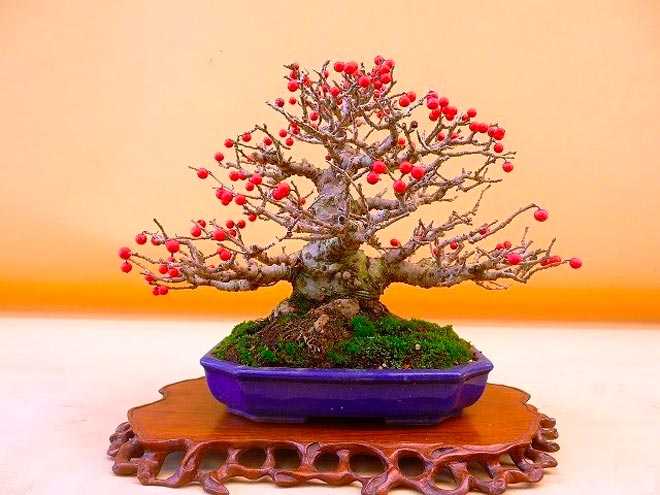 Bonsai ilex