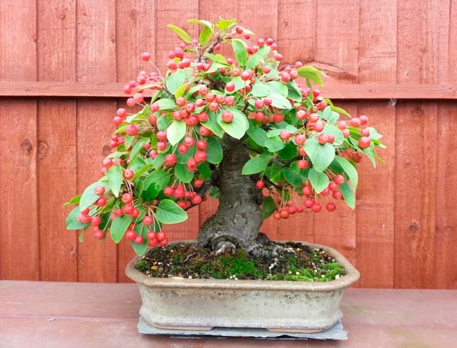 Malus Bonsai