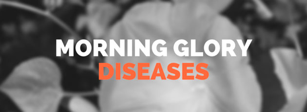 Morning Glory Diseases and Pests