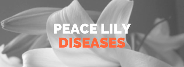 Peace Lily Diseases