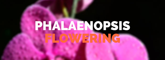 Phalaenopsis Orchid Flowers