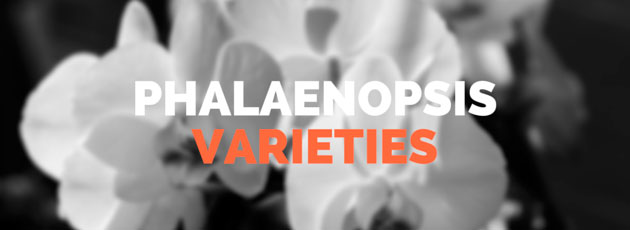 Phalaenopsis Orchid Varieties