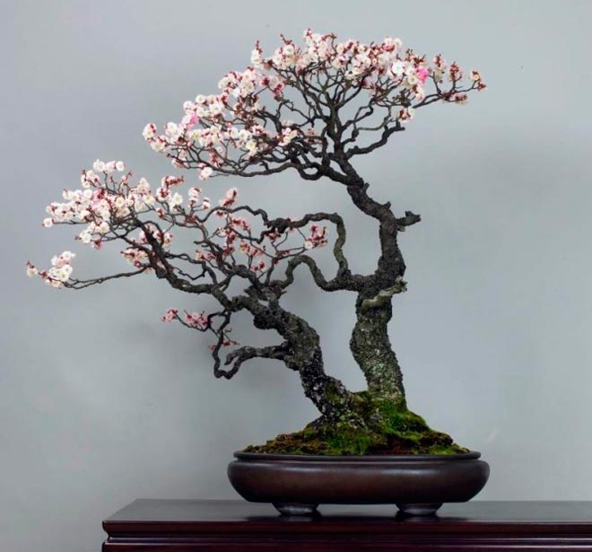 Prunus Bonsai