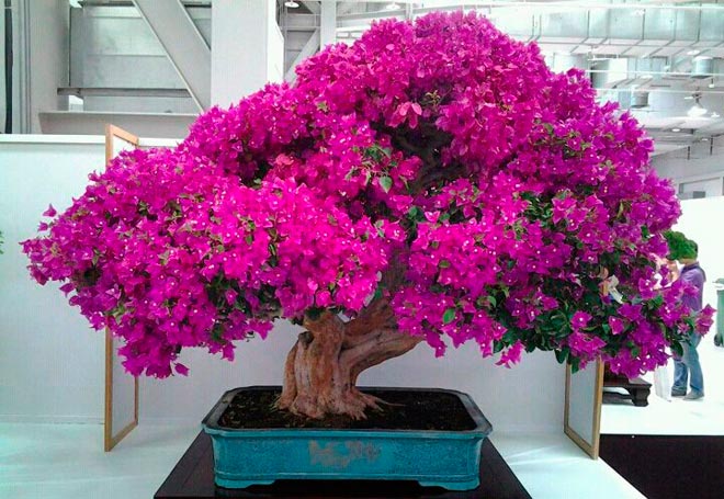 Purple Flowers On Bonsai