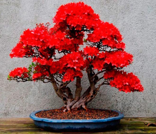 Red Bonsai