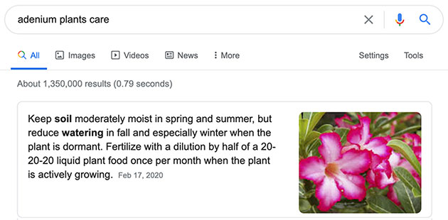 Adenium google results