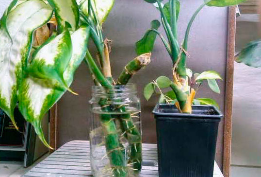 aglaonema_rooting_1112.jpg