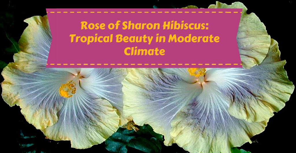 RoseofSharonHibiscus_724.jpg