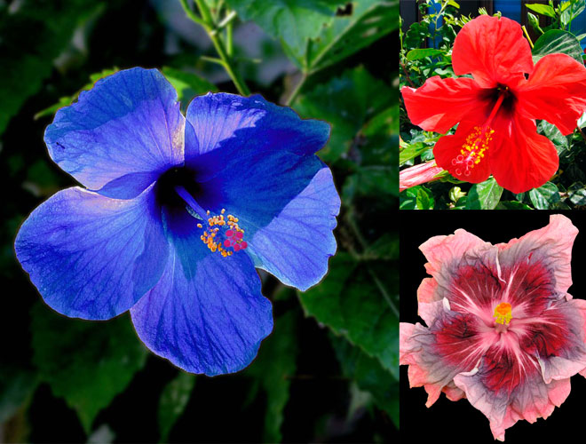 hibiscus31.jpg