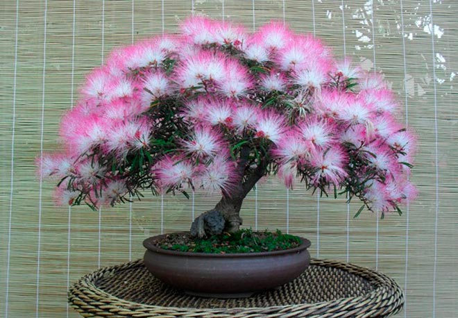 Top Bonsai Flowering