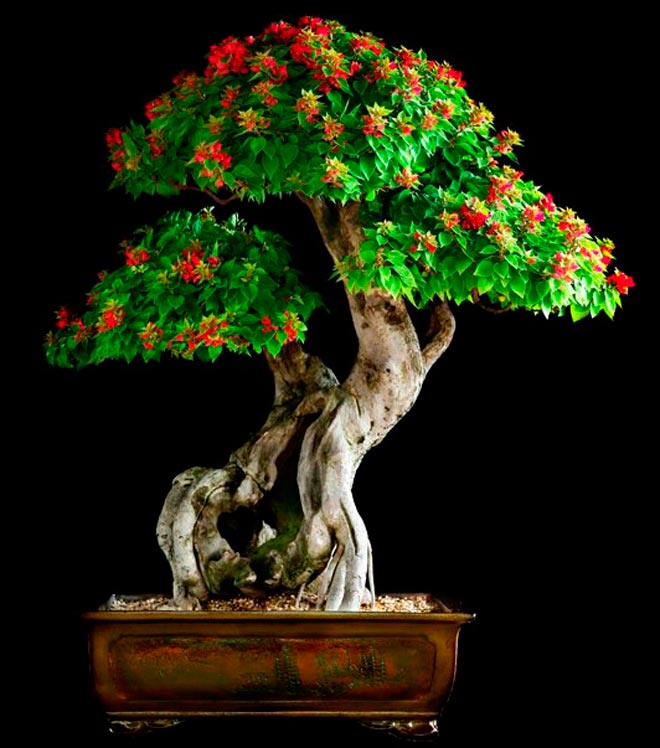 26 Pictures Of Flowering &amp; Fruiting Bonsai Trees Will Make