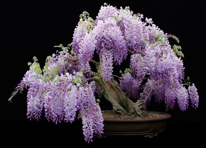 Wisteria Bonsai